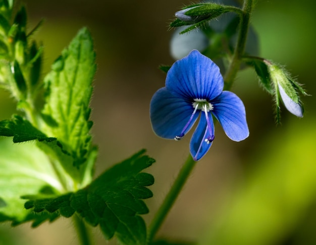 belles fleurs d'été