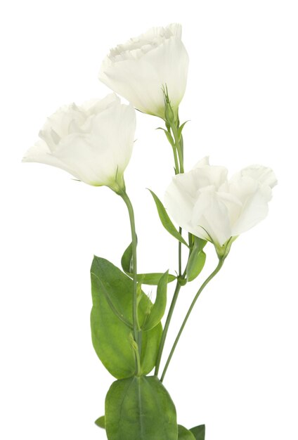 Belles fleurs d'eustoma, isolées sur blanc