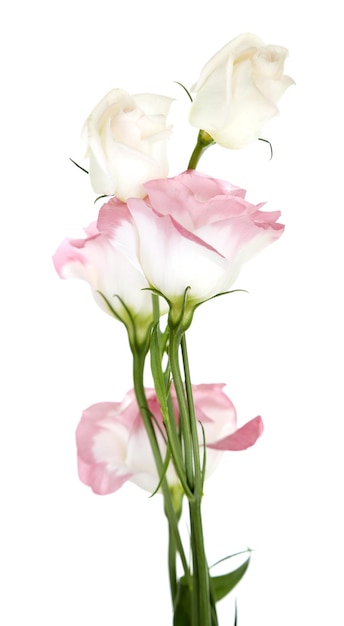 Belles fleurs d'eustoma, isolées sur blanc