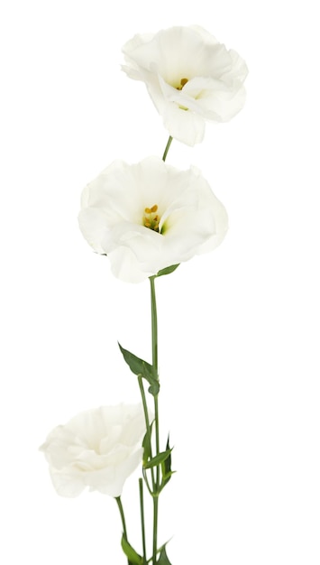 Belles fleurs d'eustoma, isolées sur blanc