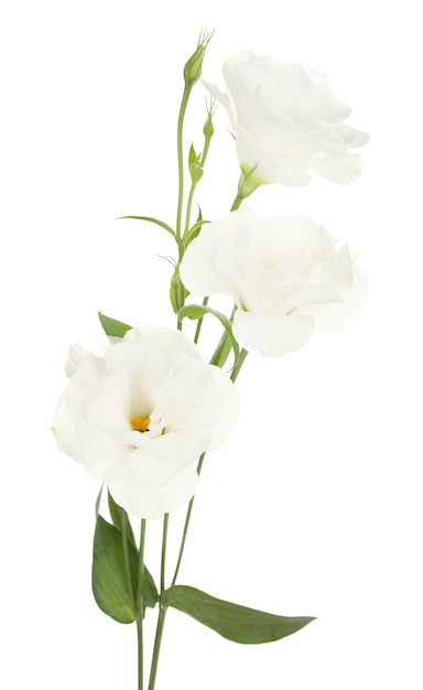 Belles fleurs d'eustoma, isolées sur blanc