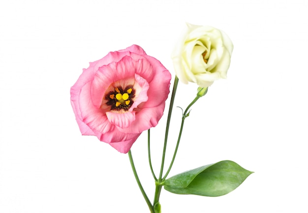 Belles fleurs eustoma isolés sur blanc