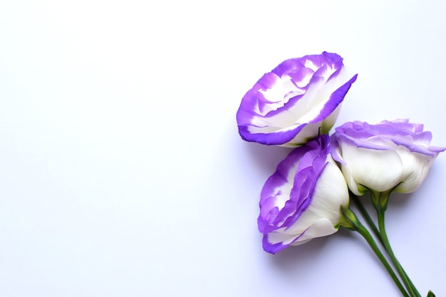 Belles fleurs d'eustoma (lisianthus) blanc-violet en pleine floraison. Bouquet de fleurs sur fond blanc.