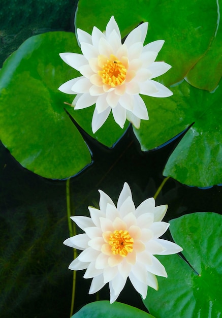 Belles fleurs et feuilles de lotus blanches fraîches