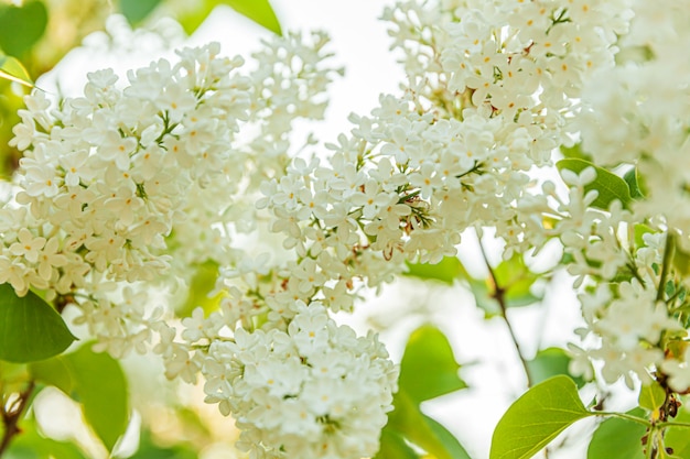 Belles fleurs de fleur de lilas blanc au printemps