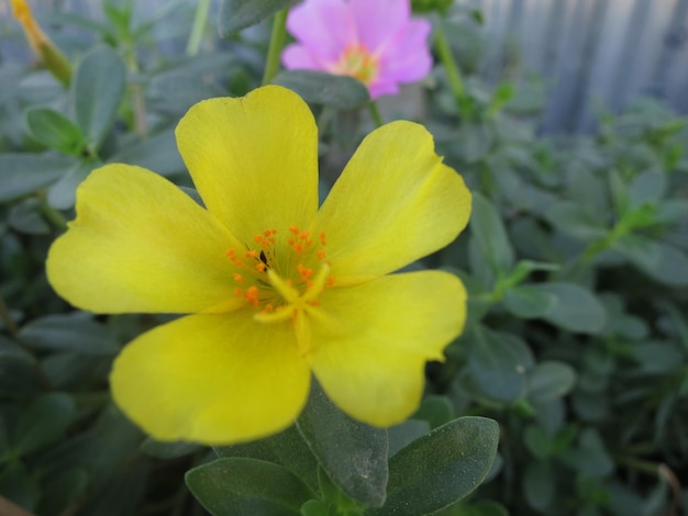 de belles fleurs fleurissent dans le jardin