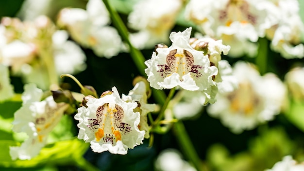 Photo belles fleurs de fleurs de catalpa bignonioides à sotchi, en russie.