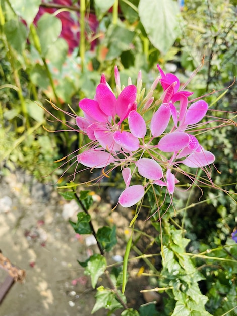 Photo belles fleurs en fleurs avec jardin naturel avec ciel