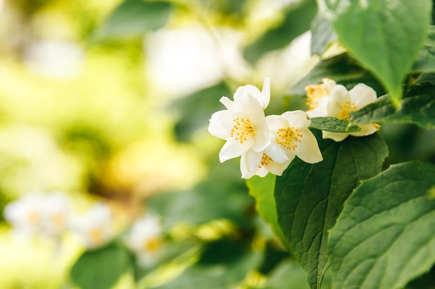 Belles fleurs de fleurs de jasmin blanc au printemps Arrière-plan avec buisson de jasmin en fleurs Jardin ou parc en fleurs de printemps floral naturel inspirant Conception d'art floral Concept d'aromathérapie