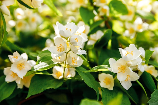 Belles fleurs de fleurs de jasmin blanc au printemps Arrière-plan avec buisson de jasmin en fleurs Jardin ou parc en fleurs de printemps floral naturel inspirant Conception d'art floral Concept d'aromathérapie