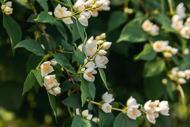 Belles fleurs de fleurs de jasmin blanc au printemps avec un buisson de jasmin en fleurs inspira