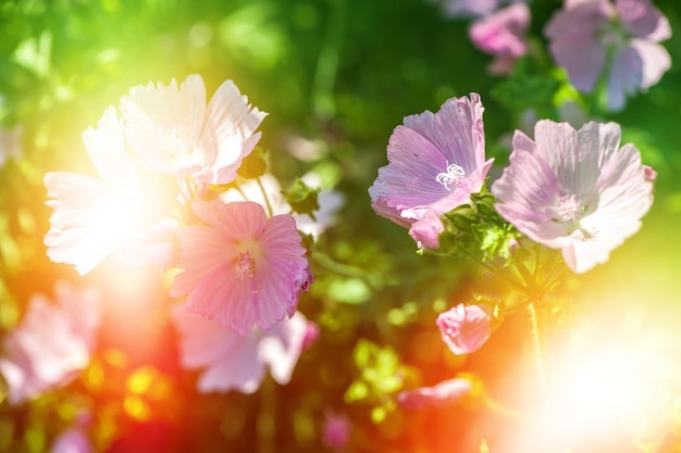 Belles fleurs sur fond de jardin magique tonique