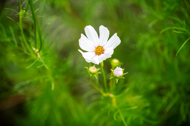 Belles fleurs sur un fond vert doux