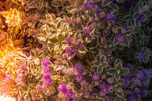 Photo de belles fleurs fraîches en arrière-plan