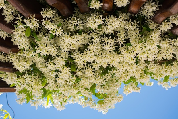 De belles fleurs fraîches et colorées à la vue