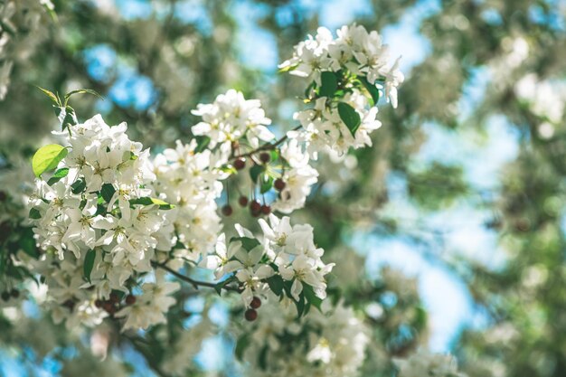 De belles fleurs fraîches du pommier fleurissent au printemps avec espace de copie