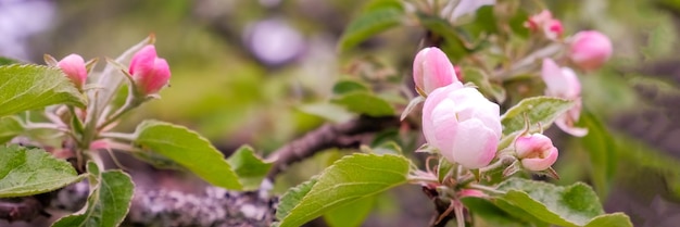 Belles fleurs fraîches du pommier qui fleurit au printempsBlooming branches de pommiers verger jardin