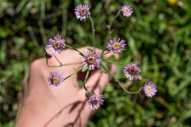 Photo de belles fleurs fraîches à la main sur le fond de la nature