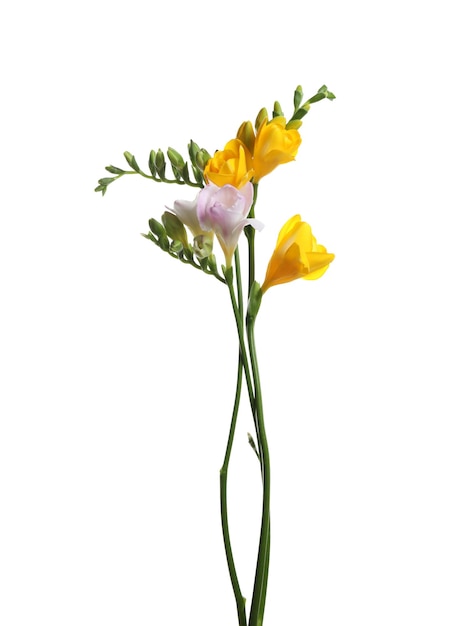 Belles fleurs de freesia colorées sur fond blanc