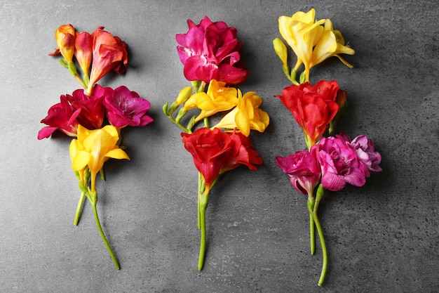 Belles fleurs de freesia sur fond texturé gris