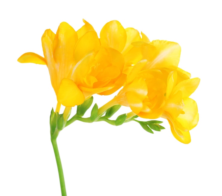 Photo belles fleurs de freesia isolées sur blanc