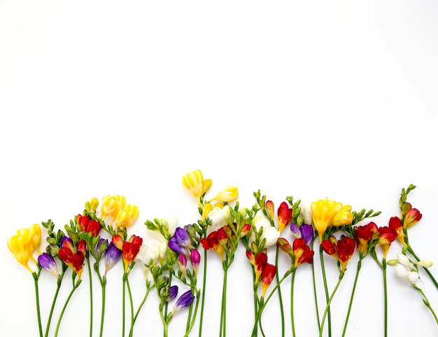 Belles fleurs de freesia de printemps sur fond blanc.