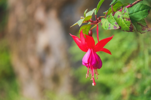 Belles fleurs fushia gros plan dans le jardin