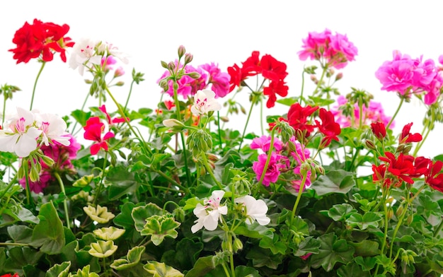 De belles fleurs de géranium