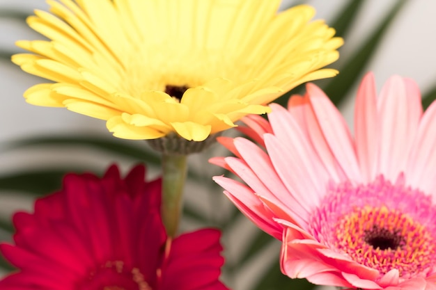 Belles fleurs de Gerber sur fond gris rose jaune rouge