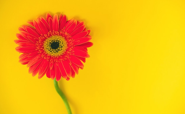 Belles fleurs de gerbera lumineuses