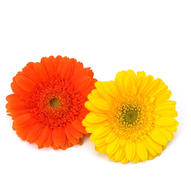 Belles fleurs de gerbera de marguerite