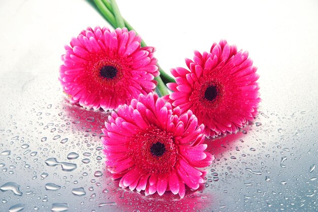 Belles fleurs de gerbera roses en gros plan