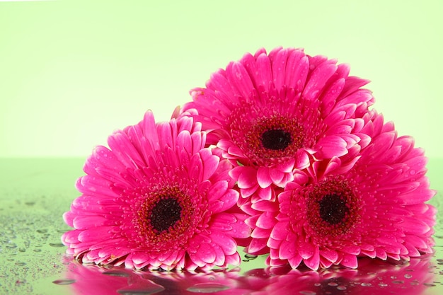 Photo belles fleurs de gerbera roses se bouchent