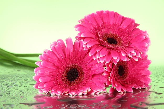 Belles fleurs de gerbera roses se bouchent