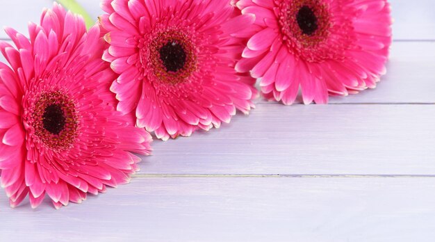 Photo de belles fleurs de gerbera roses sur une table en bois violet