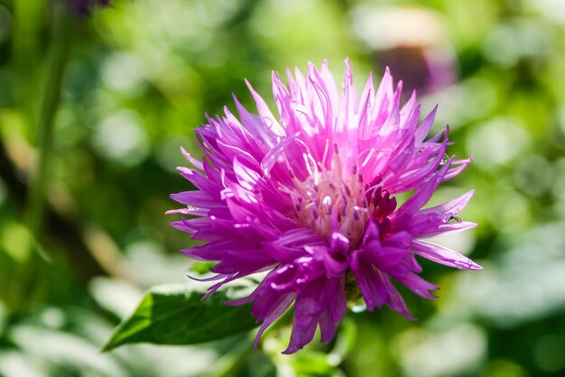 Belles fleurs avec des gouttes dans le jardin agrandi