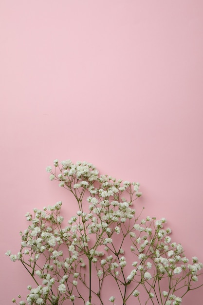 Belles fleurs de gypsophile sur fond rose, espace pour le texte