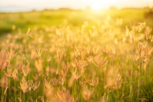 Belles fleurs d'herbe blanche au lever du soleil