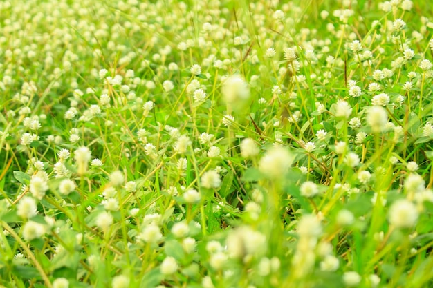 Belles fleurs d&#39;herbe pour le fond.