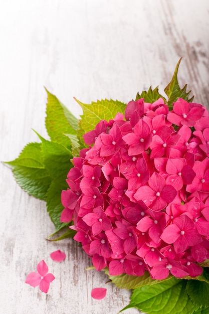 Belles fleurs d&#39;hortensia rose