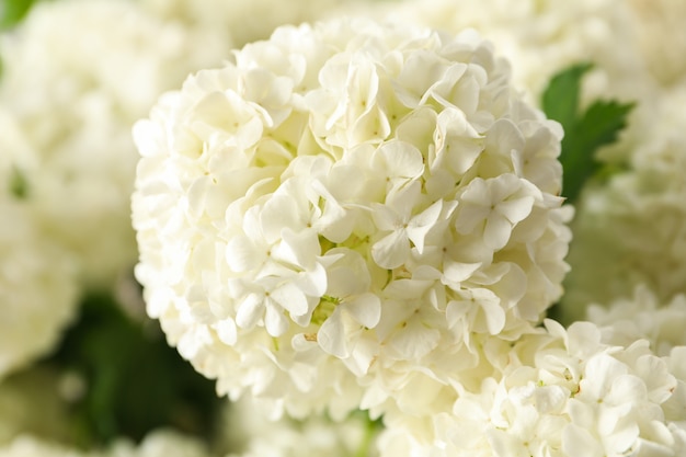 Belles fleurs d'hortensia