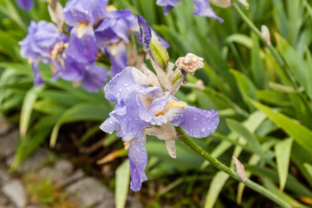 Belles fleurs Iris avec des gouttes d'eau après une pluie