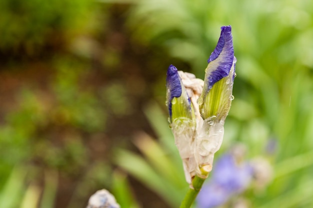 Belles fleurs Iris avec des gouttes d'eau après une pluie