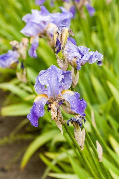 Belles fleurs Iris avec des gouttes d'eau après une pluie