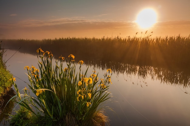 Belles fleurs d'iris jaunes dans les rayons du soleil de l'aube