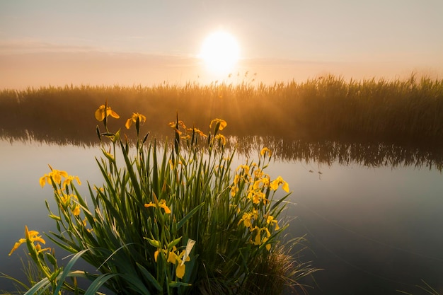 Belles fleurs d'iris jaunes dans les rayons du soleil de l'aube