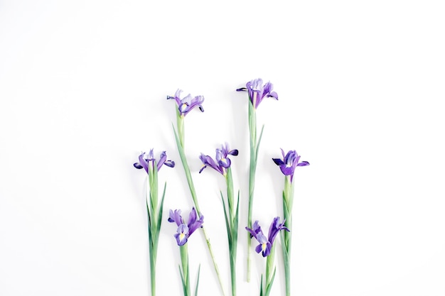 Belles fleurs d'iris violet sur blanc