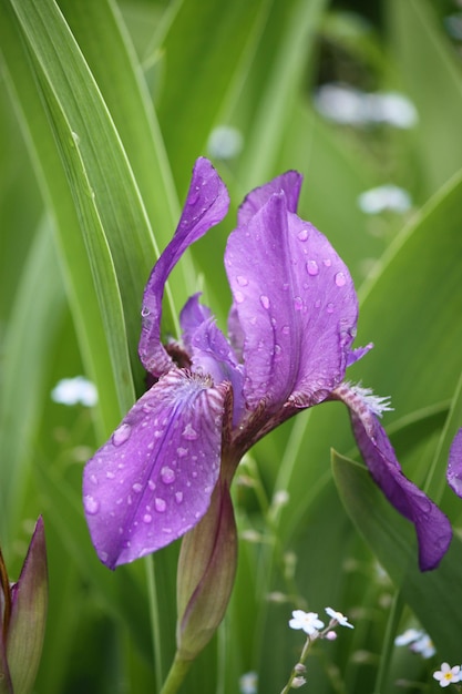 Belles fleurs d'iris violets dans le jardin/Mise au point sélective