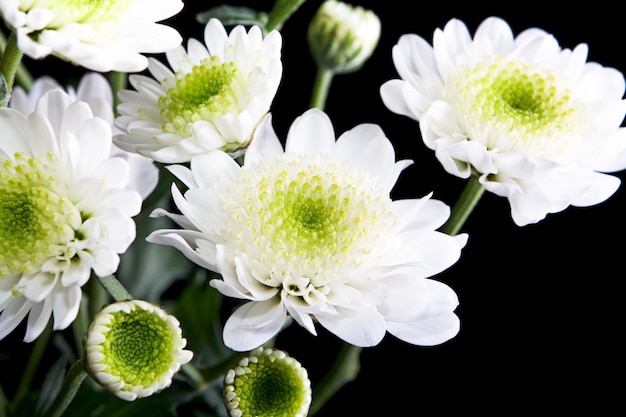 Belles fleurs isolées sur fond noir