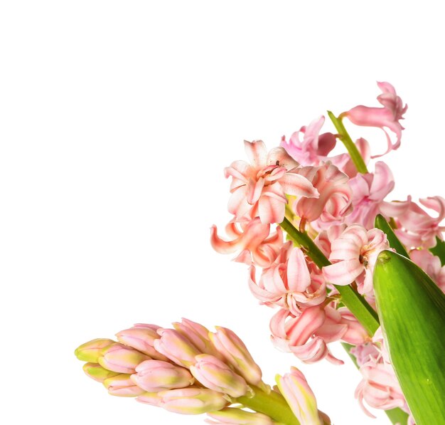 Belles fleurs de jacinthe sur fond blanc